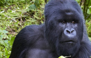 4 Days Gorilla Uganda – USD 1385