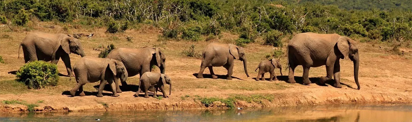 Elephants