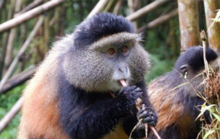 Mgahinga Golden Monkey Tour – 3Days