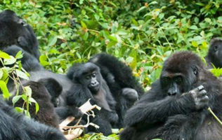 Bwindi Forest Gorilla Tour – 5Days