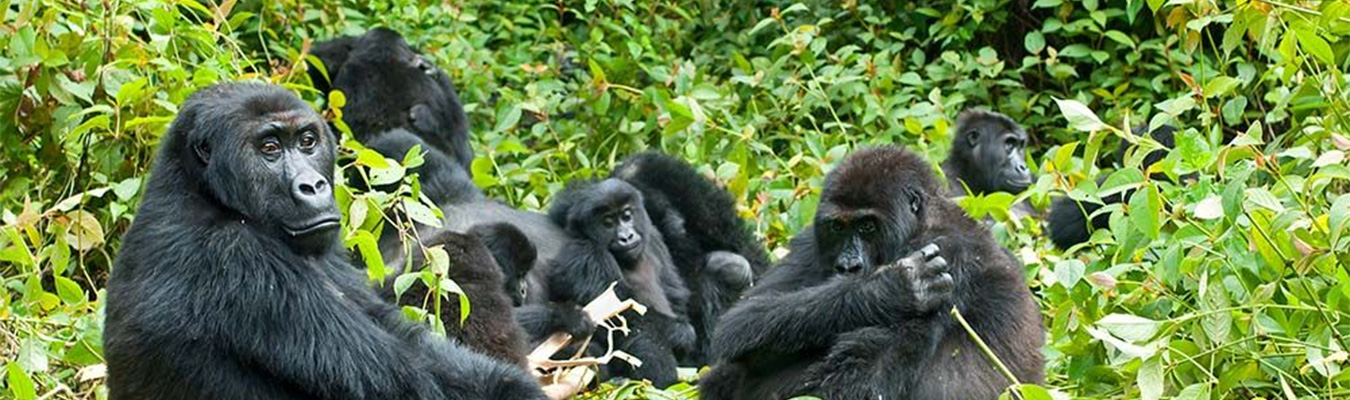 Gorilla-family