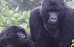 Uganda Wildlife and Gorilla Safari – 6Days