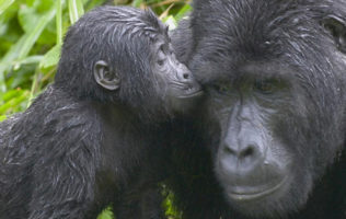 4 Days Gorilla Rwanda-Uganda