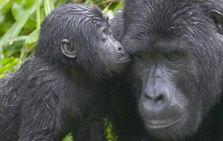 Bwindi National Park