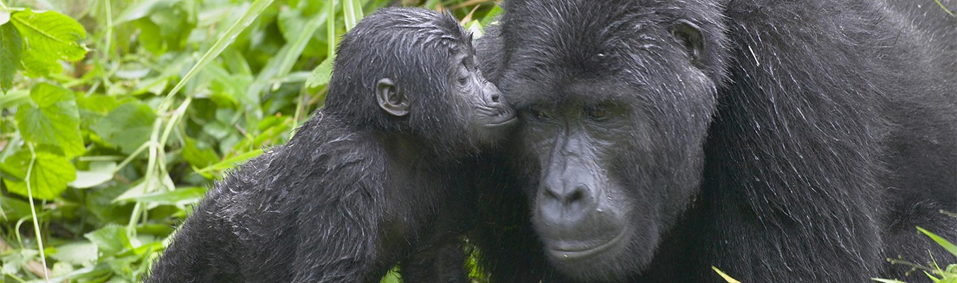Gorillas-in-Uganda