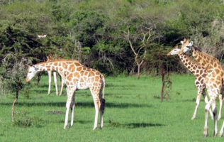 Lake Mburo Wildlife Safari – 3Days