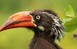 Uganda Birding Tour – 14Days
