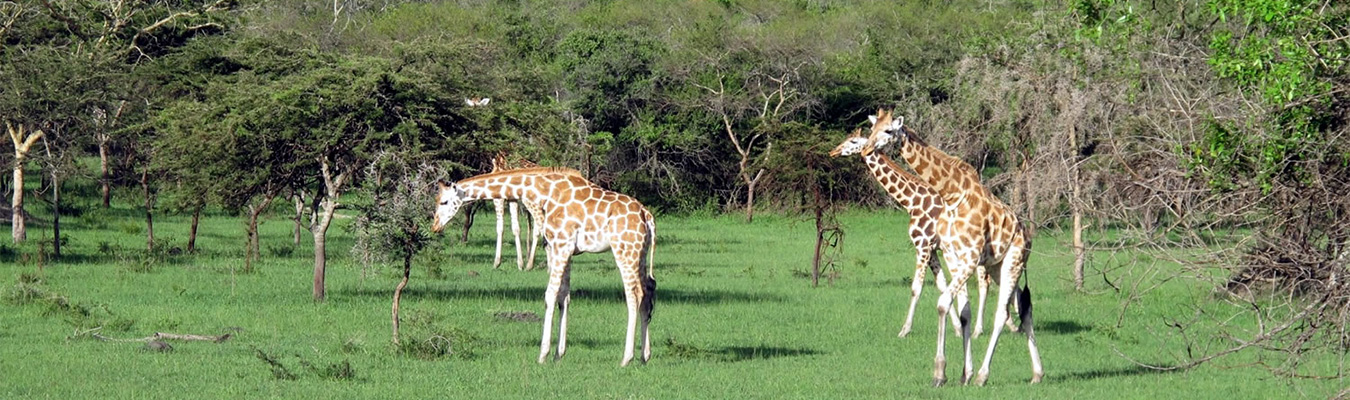 Lake-Mburo