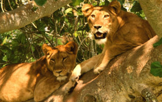 Uganda Wildlife Safari – 7Days
