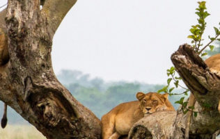 Queen Elizabeth Wildlife Safari – 3Days