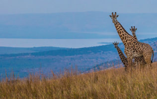 Akagera National Park